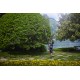 Cramer OPTIMUS™ Telescopic Pole Hedge Trimmer