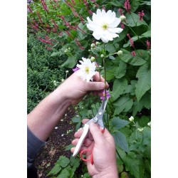 OKATSUNE THINNING SECATEURS KST304